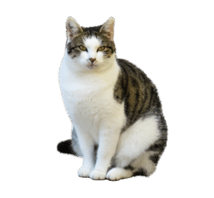 animal, cat, domestic animal, pet, isolated, to sit, wait, nature, watch