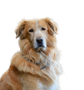golden retriever, isolated, dog, domestic animal, animal portrait, big dog, purebred dog, fur, animal, pet, dear, nature, cute, snout, hair